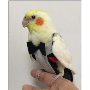 Alfie Pet For Parrot